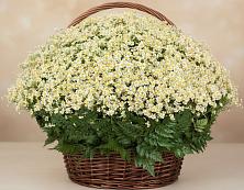 Цветочная композиция из Ромашки в корзине #REPLACE_PRED# Суслонгере