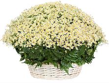 Цветочная композиция из Ромашки в корзине #REPLACE_PRED# Суслонгере